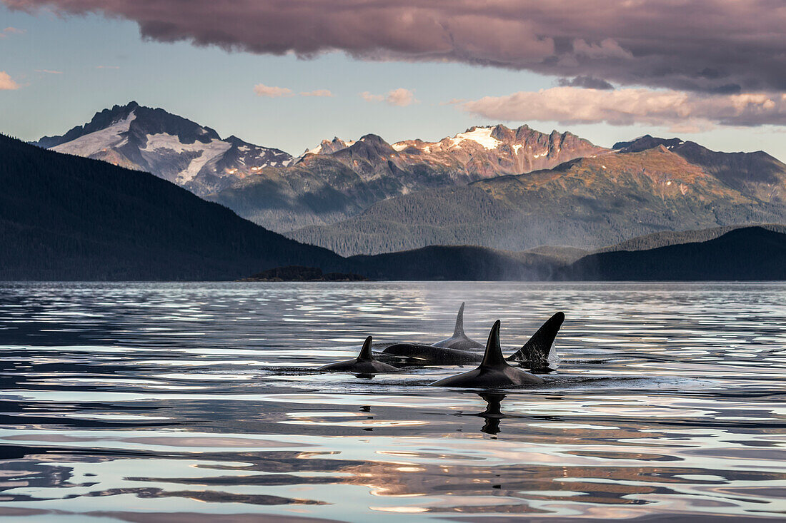 'Orca Wale (Orcinus Orca) Oberfläche in der Nähe von Juneau in Lynn Canal, Inside Passage, mit der Küste im Hintergrund; Alaska, Vereinigte Staaten von Amerika'