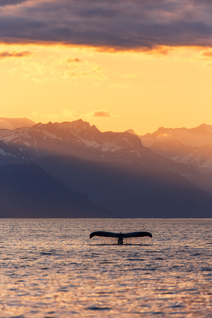 'Fluke von einem Buckelwal (Megaptera novaeangliae) bei Sonnenuntergang, Lynn-Kanal, mit den Chilkat-Bergen im Hintergrund, in der Nähe von Juneau; Alaska, Vereinigte Staaten von Amerika'