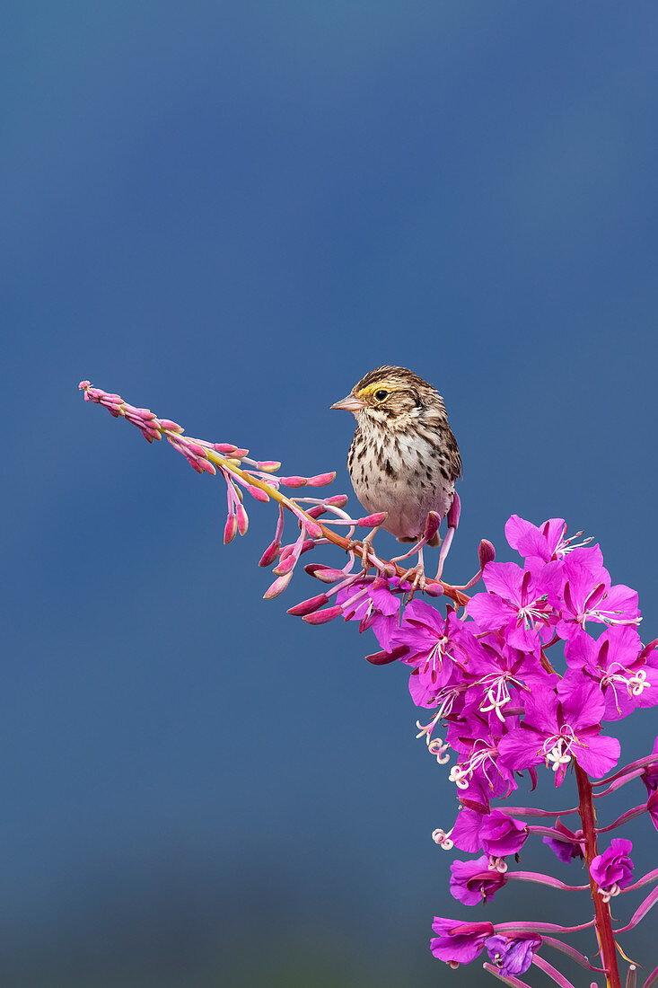 'A sparrow perches on the top of Fireweed (Chamerion angustifolium), Mendenhall Wetlands; Juneau, Alaska, United States of America'