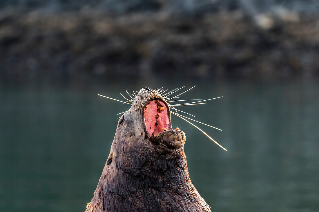 'Male steller sea lion (Eumetopias jubatus) yawns, spreading whiskers out; Kodiak, Alaska, United States of America'