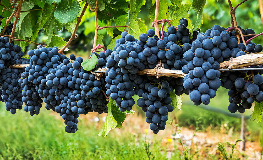 'A row of clusters of dark purple grapes hanging on the vine; Penticton, British Columbia, Canada'
