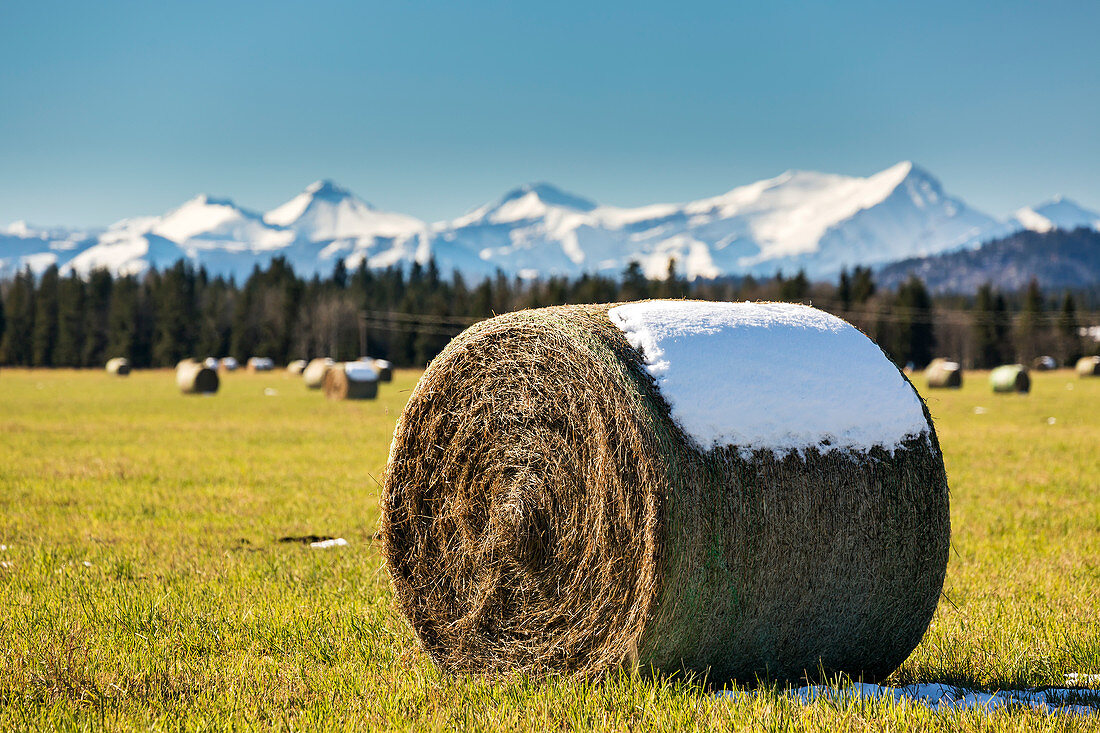 'A hay bale topped with snow in a cut clear field with snow capped mountains and blue sky in the background; Alberta, Canada'