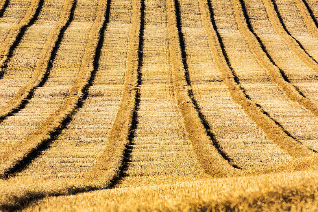 'Graphic close-up of rows of cut canola in a rolling field; Alberta, Canada'