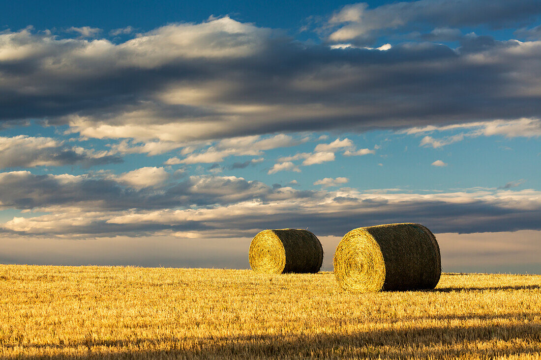 'Hay bales in a clear cut field highlighted by the sun with dramatic clouds and blue sky; Alberta, Canada'