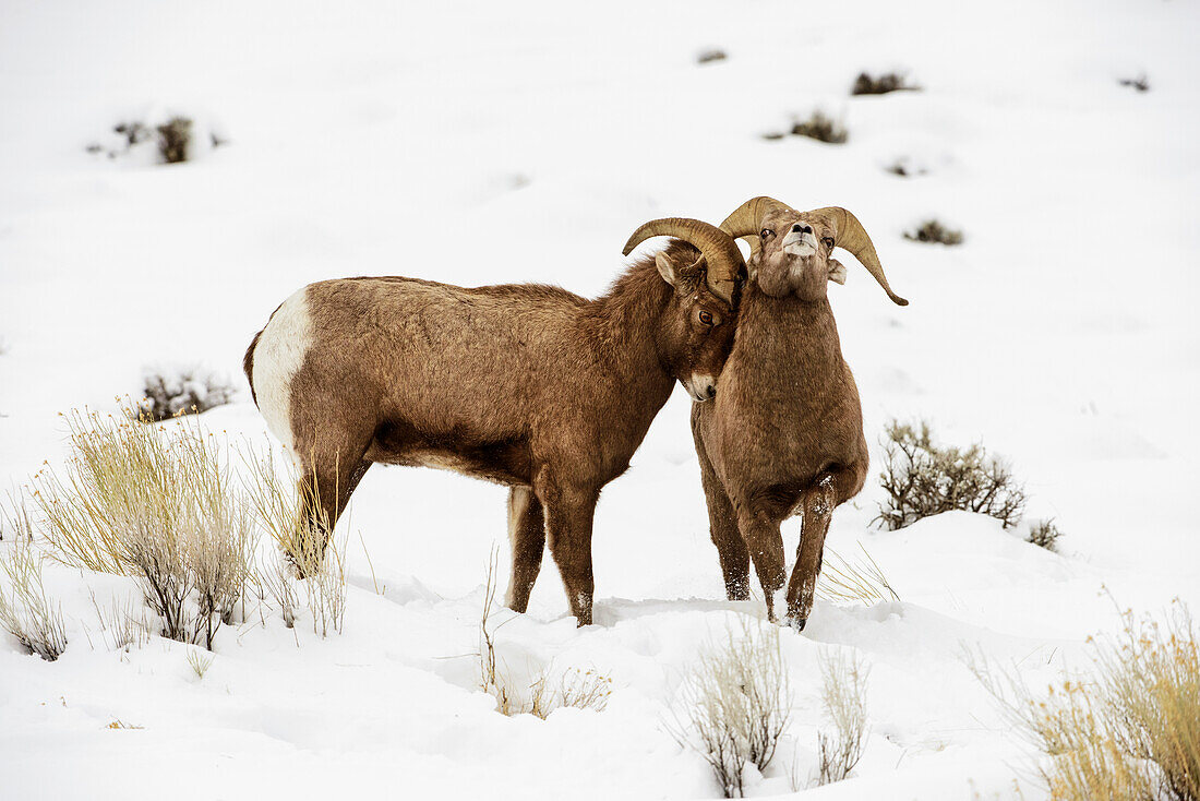 'Zwei Bighorn-Rams (Ovis canadensis) Reibungsköpfe in schneebedeckter Landschaft, Shoshone National Forest; Wyoming, Vereinigte Staaten von Amerika'