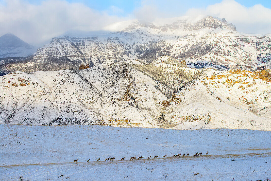 'Linie der Pronghorn Antilope (Antilocapra americana) überqueren schneebedeckten Wiese mit schroffen Bergen im Hintergrund, Shoshone National Forest; Wyoming, Vereinigte Staaten von Amerika'