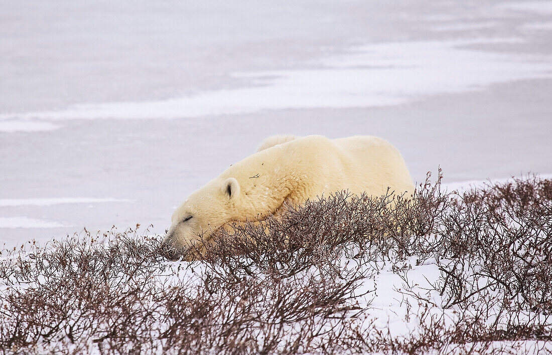 'Polar bear (ursus maritimus) resting, Wapusk National Park; Churchill, Manitoba, Canada'