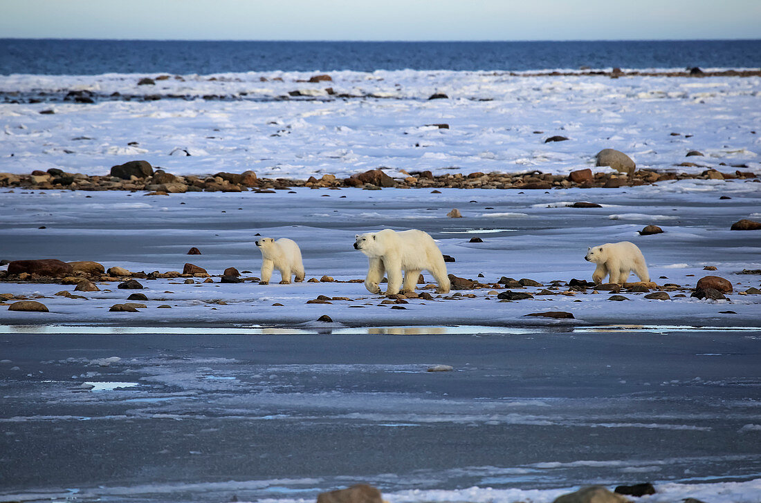 'Eisbärfamilie (ursus maritimus), Wapusk-Nationalpark; Manitoba, Kanada'