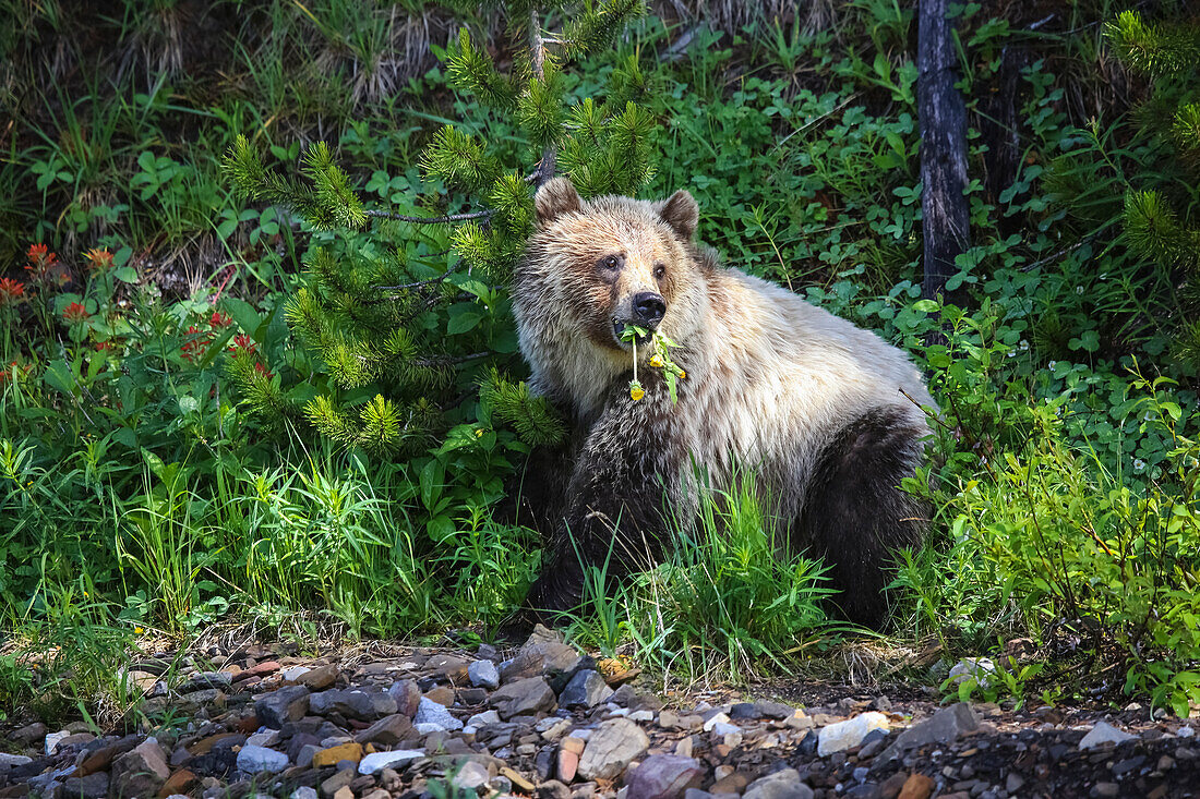 'Grizzly Bear (ursus arctos horribilis) feeding, Kananaskis Country; Alberta, Canada'