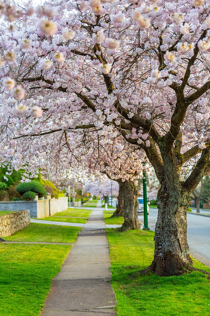 'A cherry blossom tree lined side walk in the spring, a perfect pathway for a leisurely stroll to enjoy the outdoors; Burnaby, British Columbia, Canada'