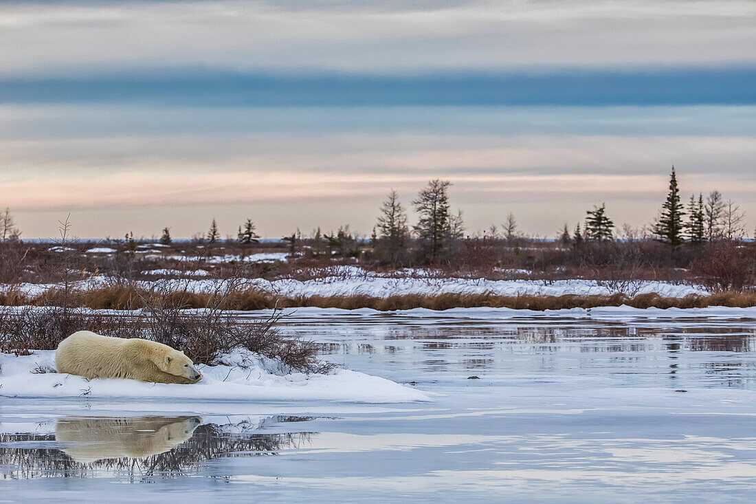 'Eisbär (ursus maritimus), der neben einem auftauenden Teich liegt, der auf Hudson Bay wartet, um zu frieren; Churchill, Manitoba, Kanada'