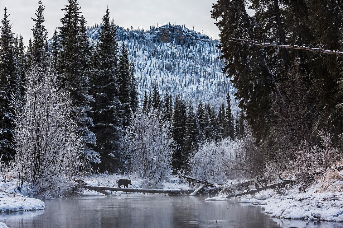 'Young Grizzly cub (ursus arctos horribilis) walking across a log in Ni'iinlii Njik (Fishing Branch) Territorial Park; Yukon, Canada'