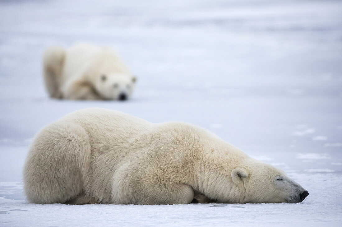 Polar bears along the coast of Hudson Bay waiting for the bay to freeze over, Manitoba, Canada