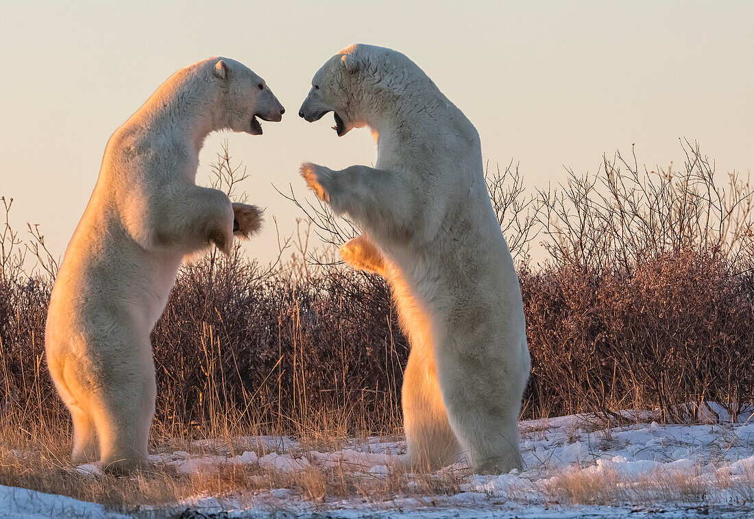 Polar bears along the coast of Hudson Bay waiting for the bay to freeze over, Manitoba, Canada