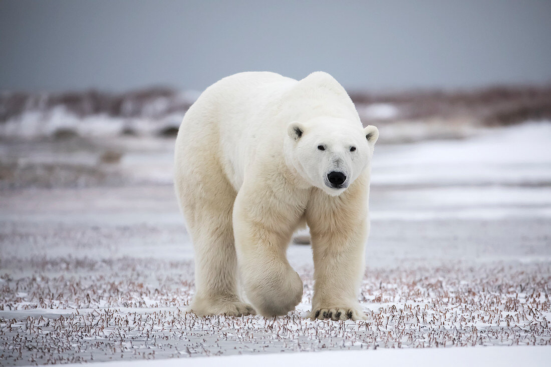 Polar bear along the coast of Hudson Bay waiting for the bay to freeze over, Manitoba, Canada