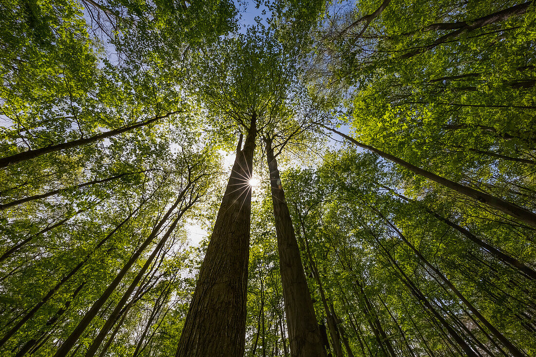 'An Ontario Maple forest in summer with the sun shining from behind a tree; Strathroy, Ontario, Canada'