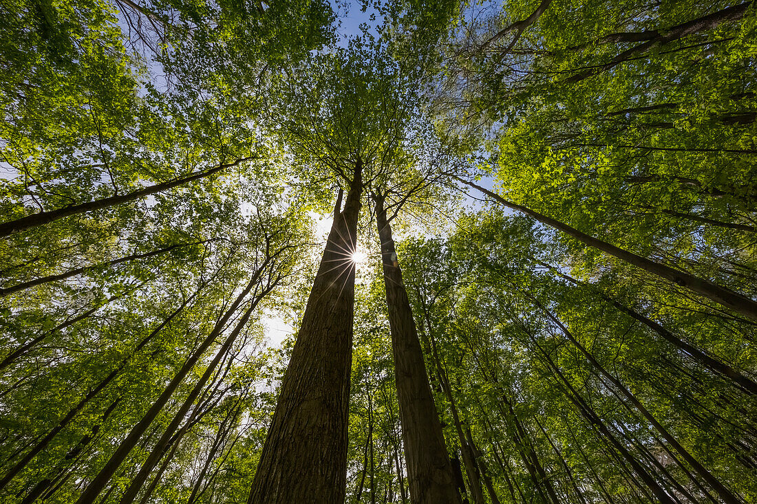 'Ein Ontario Ahorn Wald im Sommer mit der Sonne scheint hinter einem Baum; Strathroy, Ontario, Kanada'