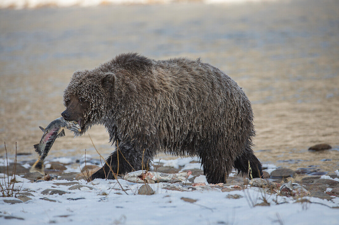 'Grizzly bear (ursus arctos horribilis) fishing and searching for fish in Ni'iinlii Njik (Fishing Branch) Territorial Park; Yukon, Canada'