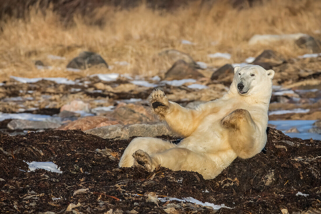 'Eisbär (ursus maritimus) sitzt auf der Hudson Bay, in der Nähe von Churchill; Manitoba, Kanada'