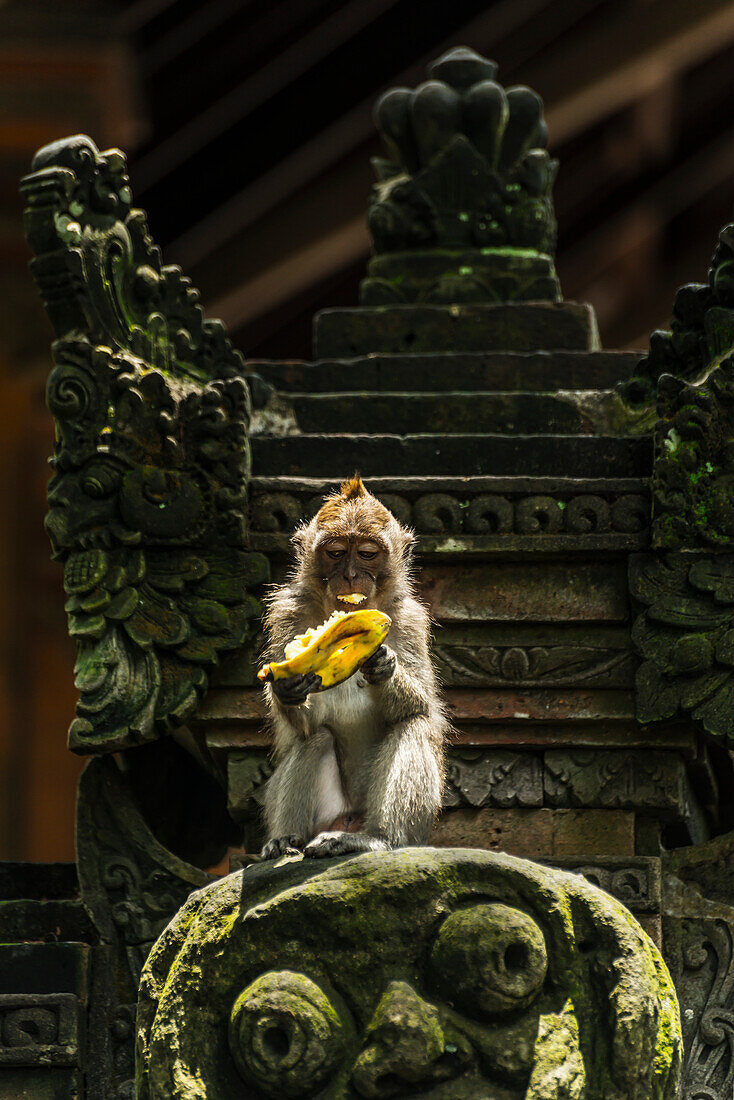 'A monkey eating a banana while sitting on a sculpture, Monkey Forest; Ubud, Bali Island, Indonesia'