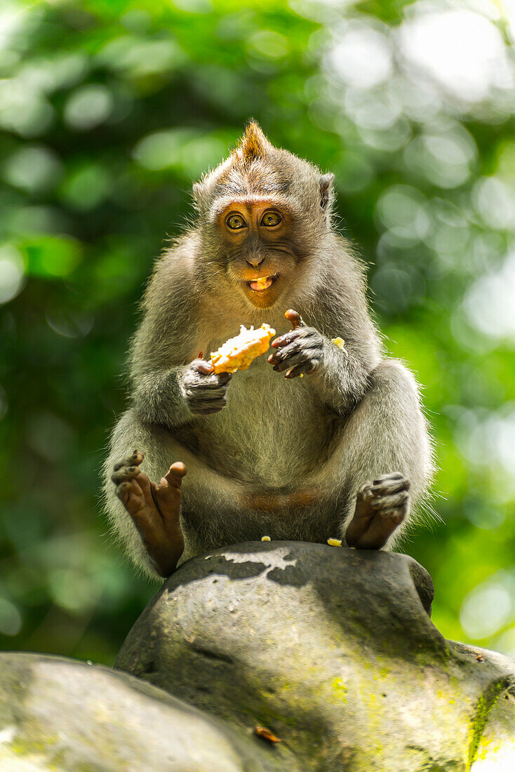 'Szene im Affenwald; Ubud, Bali Island, Indonesien'