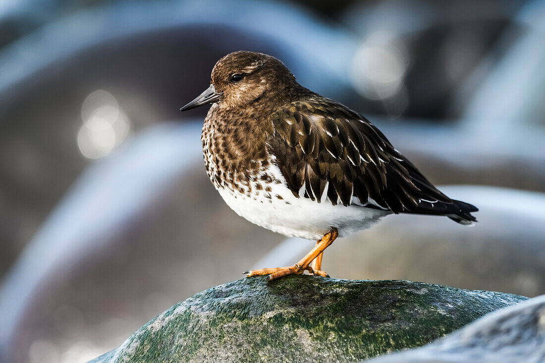 'Ein schwarzer Turnstone (Arenaria melanocephala) ruht auf einem Felsen; Oregon, Vereinigte Staaten von Amerika'