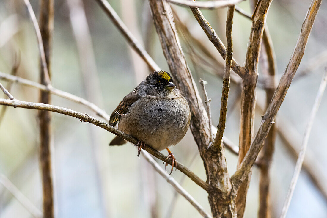 'Golden-crowned Sparrow (Zonotrichia atricapilla) found in the brush during the winter; Astoria, Oregon, United States of America'