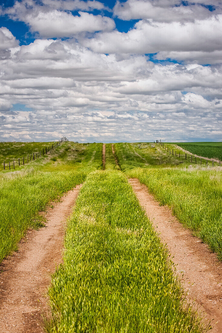 'Schmutz verfolgt ein Feld von grünem Gras; Herschel, Saskatchewan, Kanada'