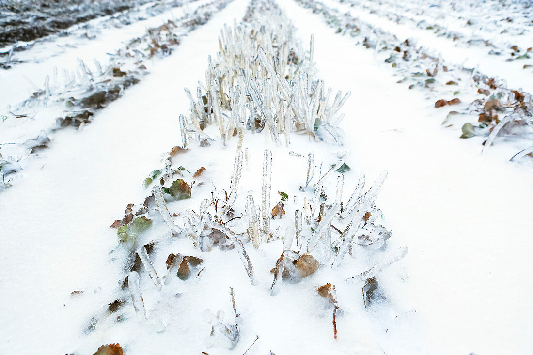Schnee bedeckt Furchen auf einem Bauernhof Feld