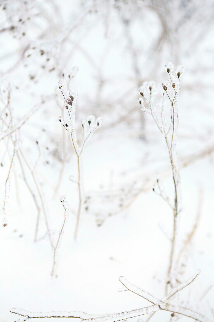 Tall, spindly plants covered in ice with a washed out background