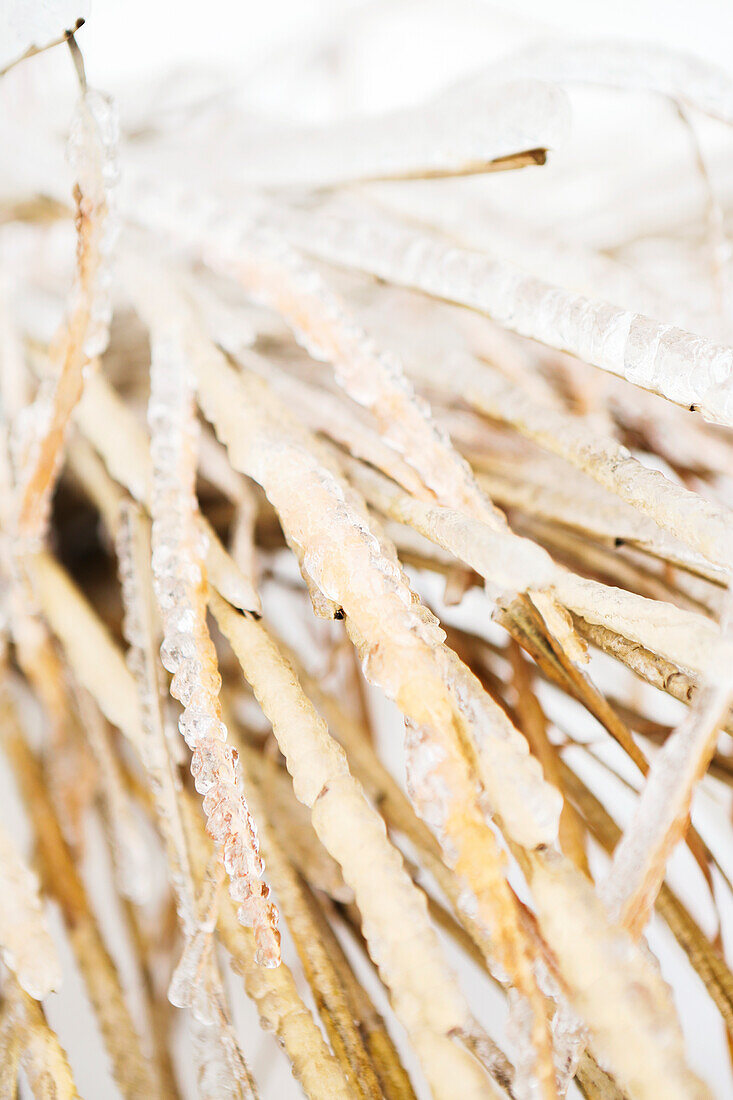 Close-up einer Pflanze in Eis bedeckt