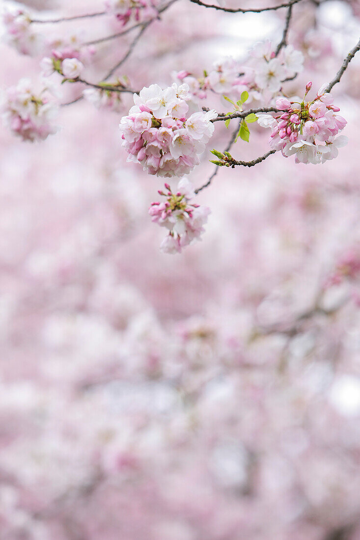 Close-up von rosa Kirschblüten auf einem Baum