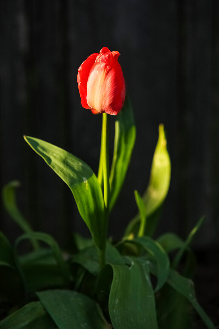 Blühende rote Tulpe auf schwarzem Hintergrund