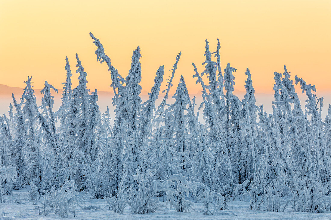 'Hoarfrost covers black spruce trees as ground fog and dusk descend on Palmer Hay Flats in South-central Alaska in winter; Alaska, United States of America'