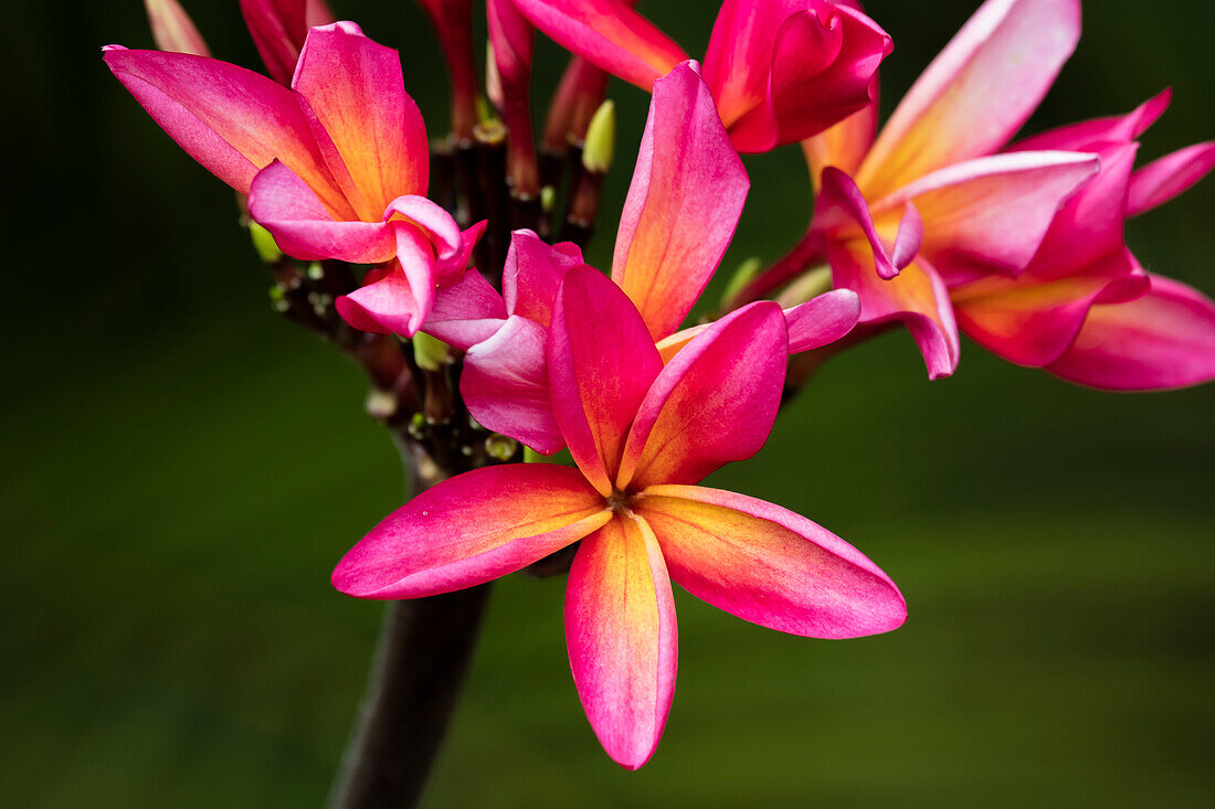 'Close-up of bright pink plumeria flowers; Maui, Hawaii, United States of America'