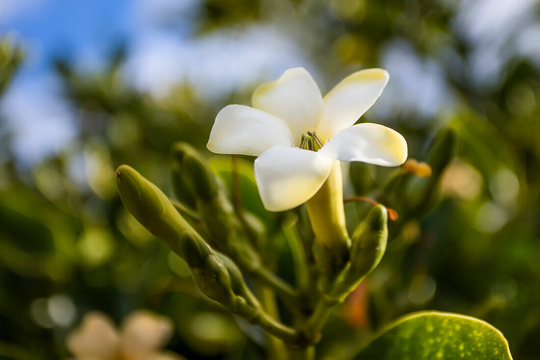 'Nahaufnahme von puakenikeni Blume; Lanai, Hawaii, Vereinigte Staaten von Amerika'