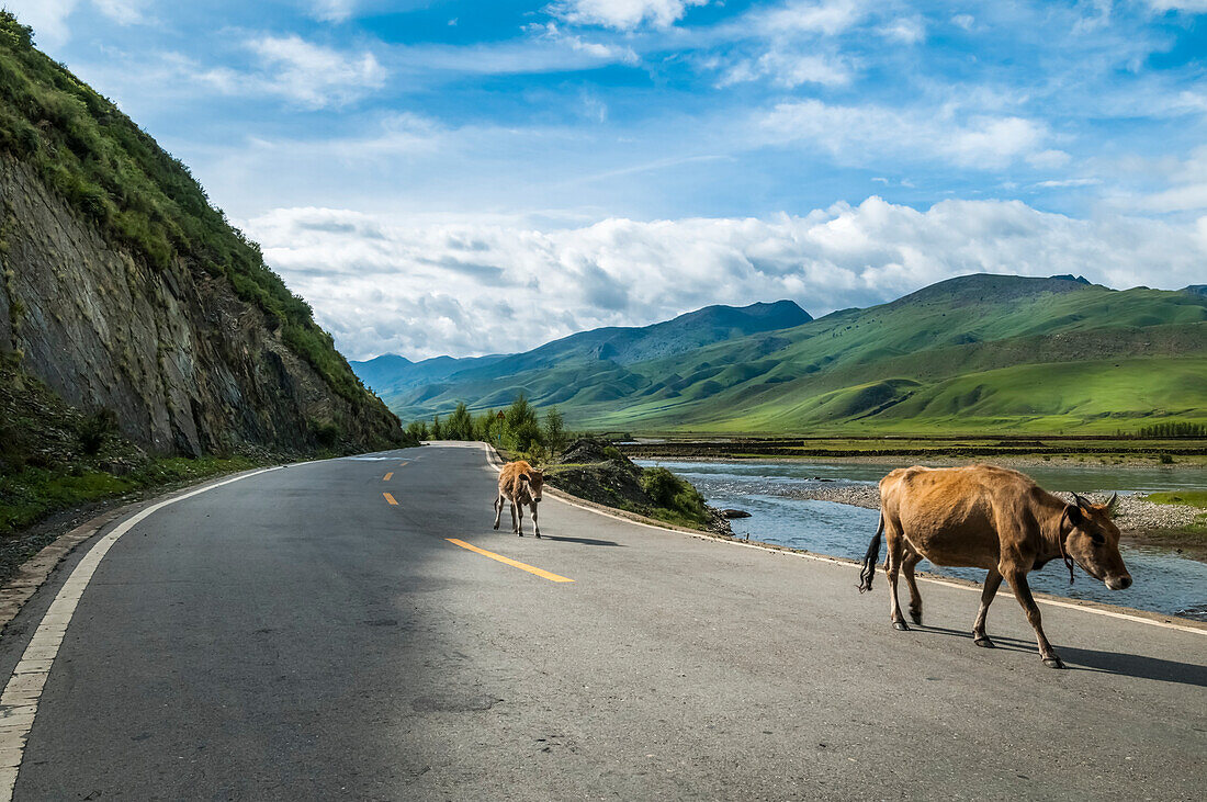 'Schöne Landschaft von Daocheng Surrounders, zwei Kühe entlang der Straße, westlich von Sichuan Provinz; Daocheng, Sichuan, China'