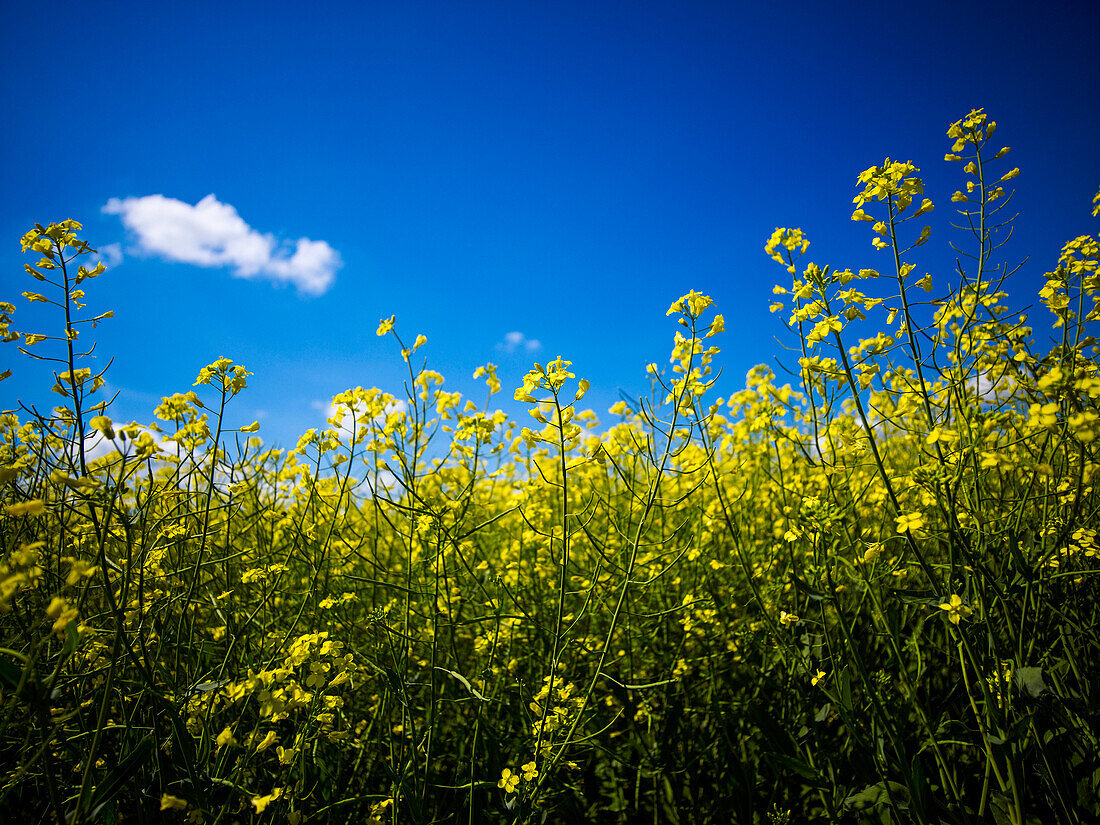 'Canola blüht unter einem blauen Himmel; Alberta, Kanada'