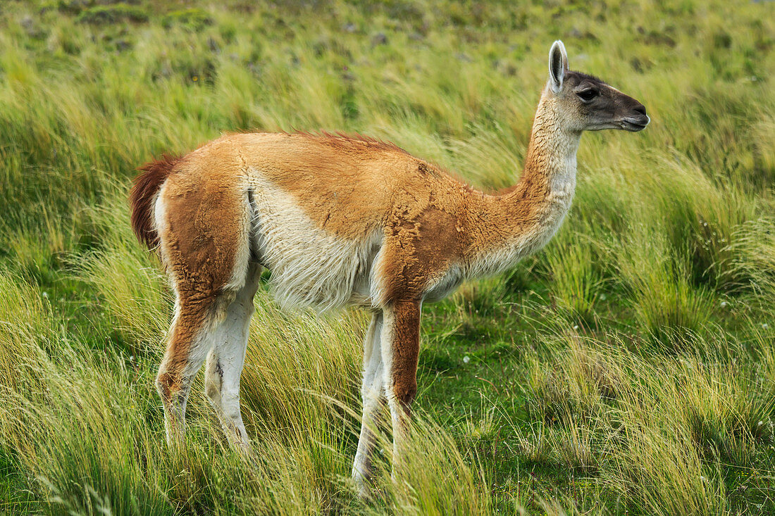 'Gunanaco (Lama guanicoe) im Nationalpark Torre del Paine im chilenischen Patagonien; Torres del Paine, Magallanes, Chile'