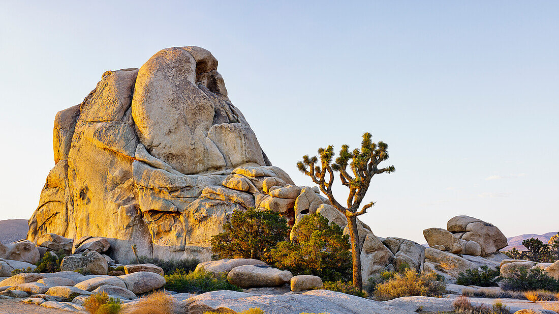 'Felsformation und Baum bei Sonnenaufgang, Joshua Tree National Park; Kalifornien, Vereinigte Staaten von Amerika'