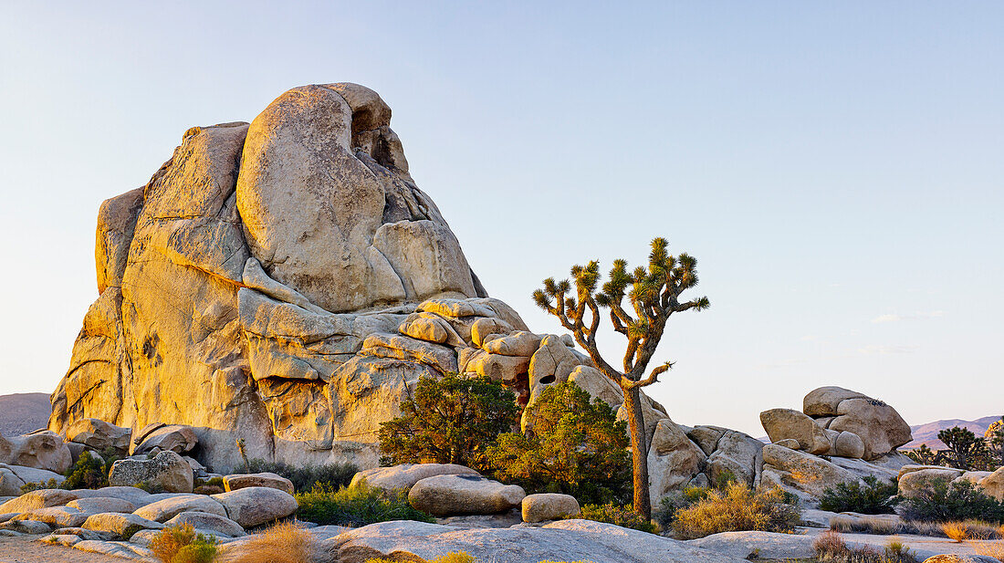 'Rock formation and tree at sunrise, Joshua Tree National Park; California, United States of America'