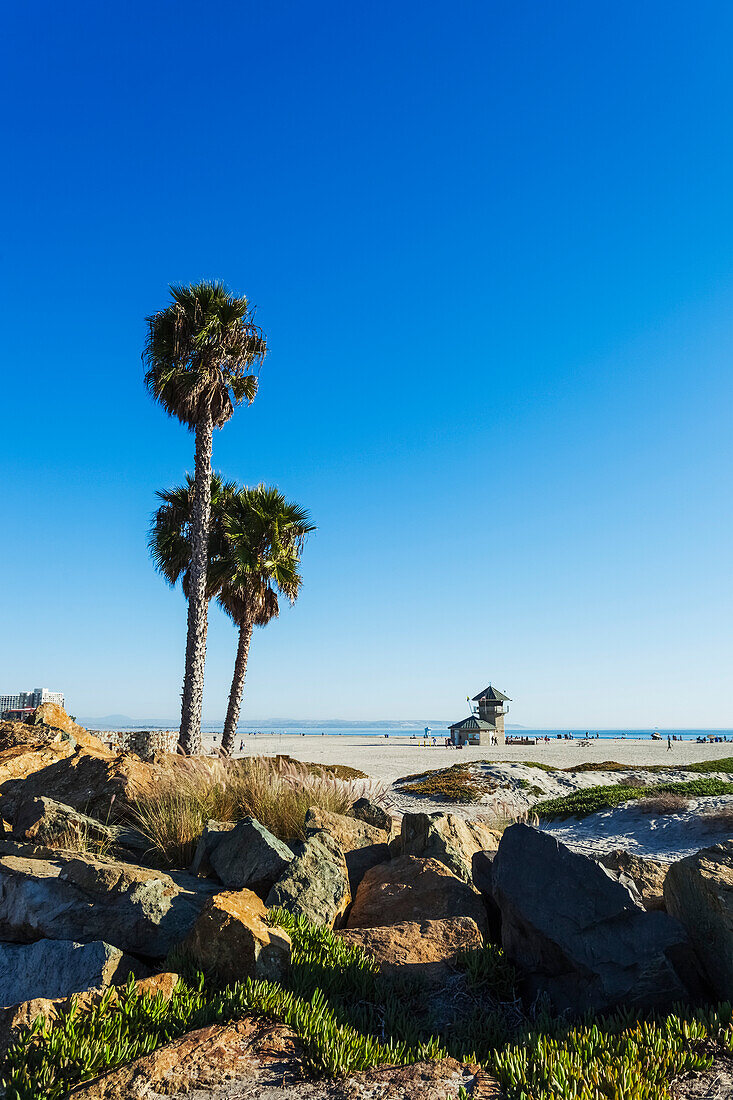 'Palm trees and rocks along the beach with a view of the ocean; California, United States of America'