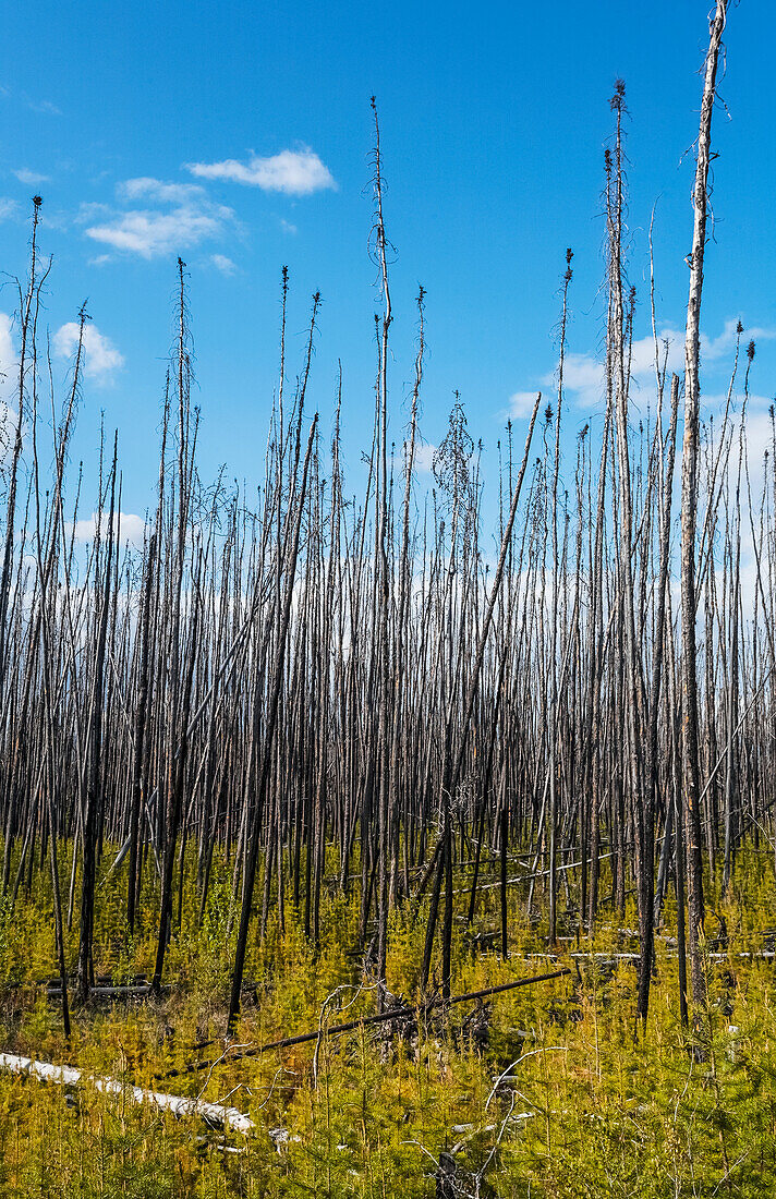 'Tote Bäume stehen hoch gegen einen blauen Himmel mit neuem Wachstum auf dem Waldboden; Alberta, Kanada'