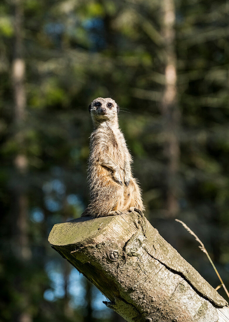 'Ein Erdmännchen (Suricata suricatta) sitzt wachsam und wachsam auf einem Baumstamm; North Yorkshire, England'