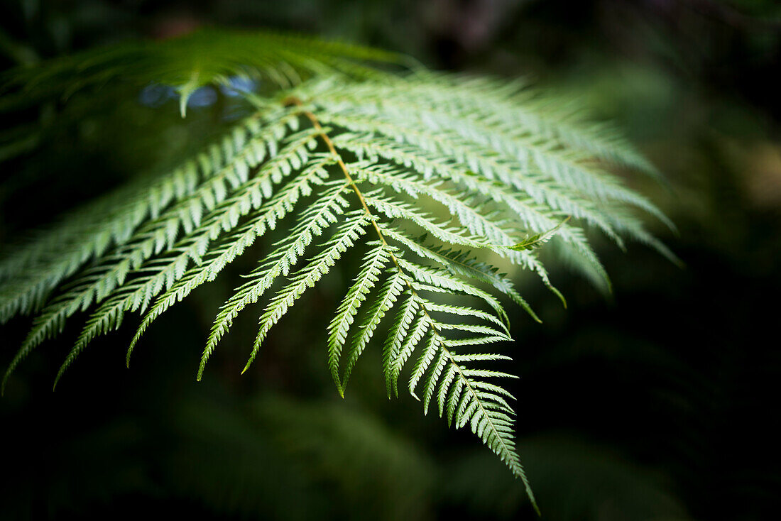 'Close-up of a green plant; North Yorkshire, England'