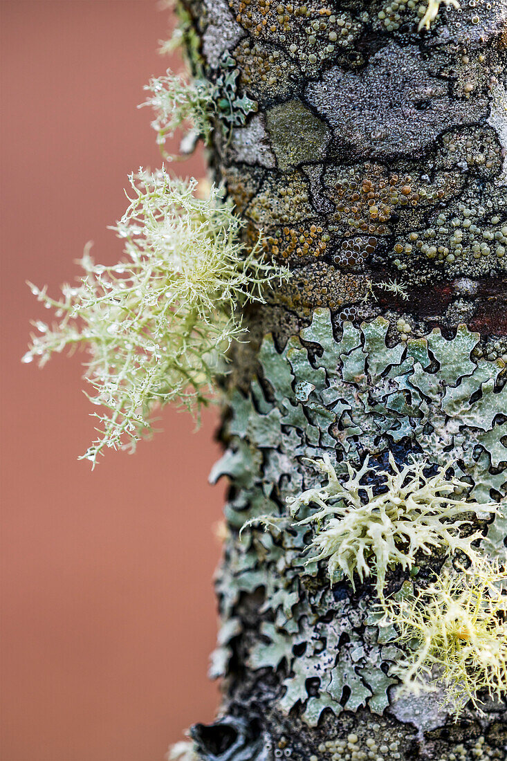 'Flechten bilden Muster auf der Rinde eines Bäumens; Astoria, Oregon, Vereinigte Staaten von Amerika'