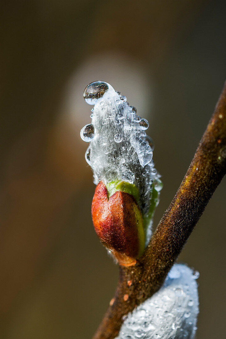 'Water beads cling to willow catkins after a recent rain; Astoria, Oregon, United States of America'