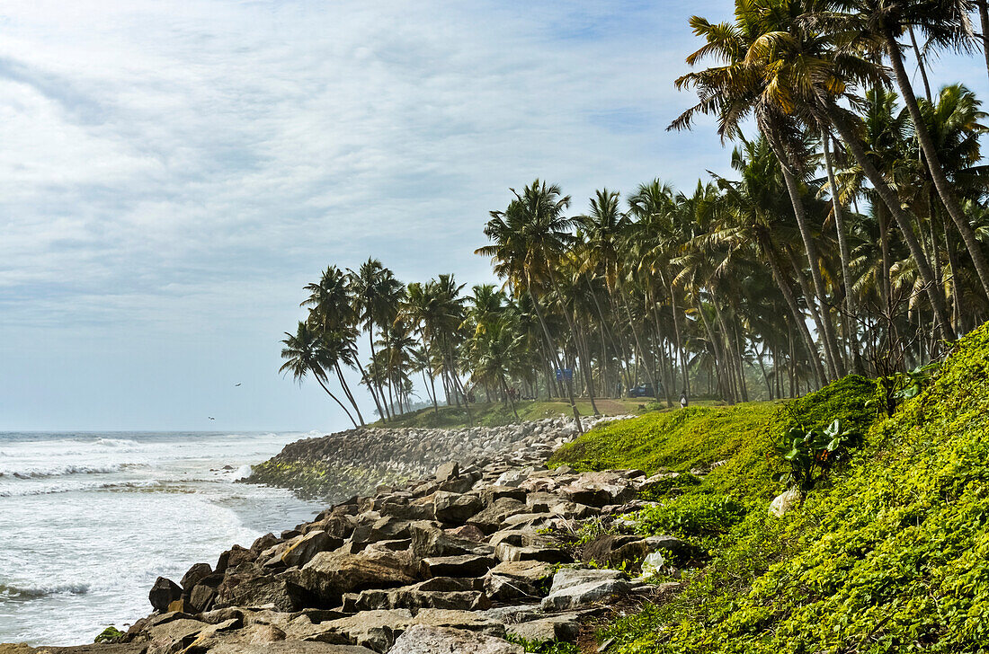 'Coconut trees along a cliff with Arabian sea; Varkala, Kerala, India'