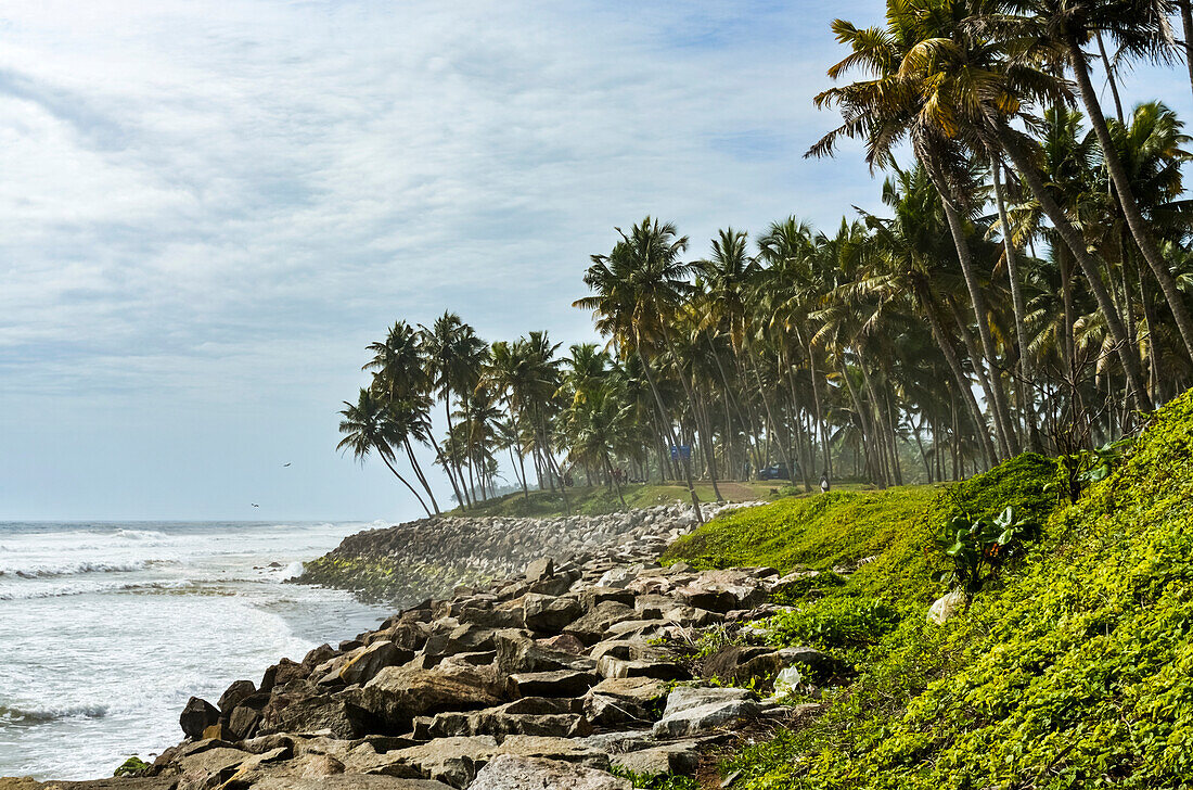 'Kokosnussbäume entlang einer Klippe mit arabischem Meer; Varkala, Kerala, Indien'
