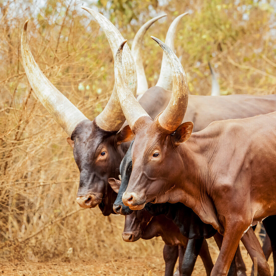 'Ankole-Watusi cow; Uganda'